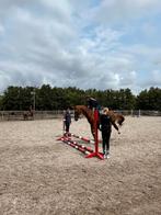 Verzorger/bijrijder  aangeboden verzorg pony/paard gezocht, Ophalen of Verzenden