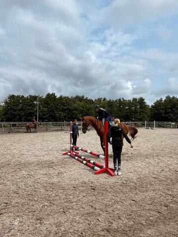 Verzorger/bijrijder  aangeboden verzorg pony/paard gezocht beschikbaar voor biedingen