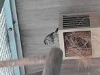 Jonge bichenow, Dieren en Toebehoren, Vogels | Overige Vogels, Meerdere dieren