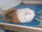 Cavia ch-teddy zeugje, Dieren en Toebehoren, Knaagdieren, Cavia, Juli, Vrouwelijk, Tam