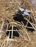 Te reserveren jonge Duitse reuzen, Dieren en Toebehoren, Konijnen, Meerdere dieren, Groot