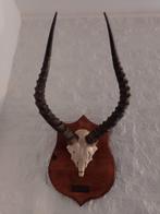 Trofee Impala Zuid Afrika 60 * 32 Gannahoek hoorns, Verzamelen, Dierenverzamelingen, Ophalen of Verzenden, Beeldje of Figuurtje