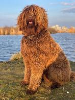 OOK OP LOCATIE, geteste labradoodle dekreu australian bloed, Parvo, Reu, Meerdere, 3 tot 5 jaar