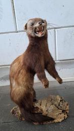 Prachtige opgezette Bunzing Taxidermie., Ophalen of Verzenden, Zo goed als nieuw, Opgezet dier