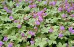 Tuinplant rotsooievaarsbek geranium roze/paars, Tuin en Terras, Vaste plant, Halfschaduw, Lente, Ophalen