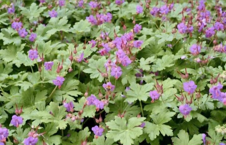 Tuinplant rotsooievaarsbek geranium roze/paars, Tuin en Terras, Planten | Tuinplanten, Vaste plant, Overige soorten, Halfschaduw