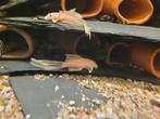 Kweekgroep ancistrus blue eye lemon longfin, Dieren en Toebehoren, Vis, Zoetwatervis
