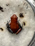 Pumilio Almirante man, Dieren en Toebehoren, Reptielen en Amfibieën, 0 tot 2 jaar