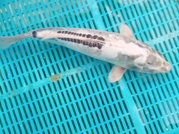 Diverse soorten koikarper  Maat 40/45 cm   beschikbaar voor biedingen