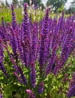 Salvia N. Ostfriesland | Salie | Chemievrij, Overige soorten, Volle zon, Vaste plant, Ophalen of Verzenden