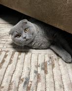 Scottish fold Kat, Kater, Gechipt, 3 tot 5 jaar