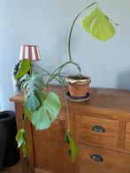 Monstera plant, Ophalen, Overige soorten, Minder dan 100 cm