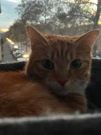 Kater, Dieren en Toebehoren, Katten en Kittens | Overige Katten, Kater, Kortharig, 0 tot 2 jaar