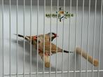 Bruine spitsstaartamadine - Poephila acuticauda, Meerdere dieren, Tropenvogel, Geringd