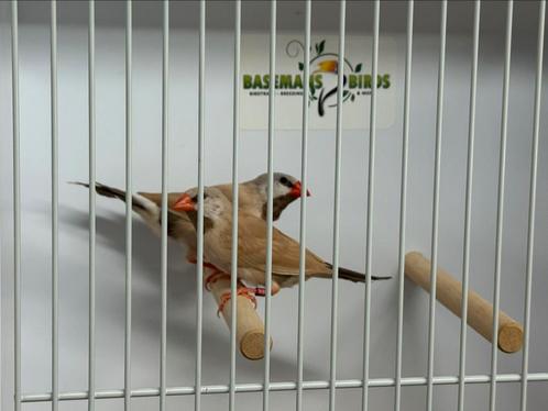 Bruine spitsstaartamadine - Poephila acuticauda, Dieren en Toebehoren, Vogels | Overige Vogels, Tropenvogel, Meerdere dieren, Geringd