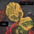 Monstera Cream Cremé Mint brulé, Ophalen of Verzenden