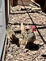 Sebright, Dieren en Toebehoren, Pluimvee, Meerdere dieren, Eend