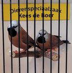 Koppel gordelgrasvinken