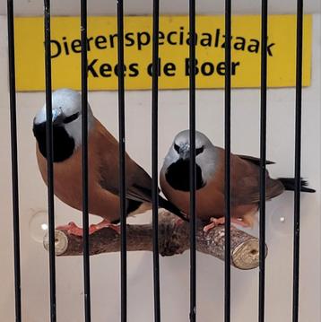 Koppel gordelgrasvinken  beschikbaar voor biedingen