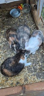 4 konijnen, Dieren en Toebehoren, Konijnen, Vrouwelijk, Klein, 0 tot 2 jaar