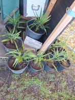 Trachycarpus takagii, Tuin en Terras, Ophalen of Verzenden, Overige soorten, Volle zon