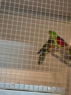 Parkieten, Dieren en Toebehoren, Meerdere dieren, Parkiet, Geringd
