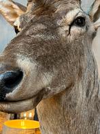 Edelhert hert  opgezette kop gewei taxidermie, Verzamelen, Dierenverzamelingen, Nieuw, Opgezet dier, Ophalen, Hert