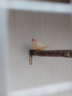 Zebravinken, Dieren en Toebehoren, Vogels | Overige Vogels, Mannelijk