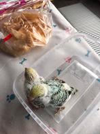 Grasparkieten, Dieren en Toebehoren, Vogels | Parkieten en Papegaaien, Meerdere dieren