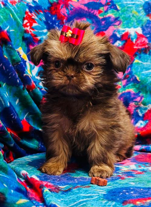 Mooie raszuivere shih tzu pup teefje, Dieren en Toebehoren, Honden | Chihuahua's en Gezelschapshonden, Meerdere dieren, Overige rassen