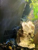 blauwe kreeftjes 6 euro p,s, Dieren en Toebehoren, Vissen | Aquariumvissen, Kreeft, Krab of Garnaal