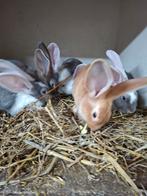 2 jonge vlaamse reuzen, Meerdere dieren, Groot