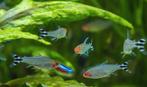 Heb je nog ruby nose tetra’s ik neem ze over (gratis), Dieren en Toebehoren, Overige typen, Zoetwatervis, Schoolvis