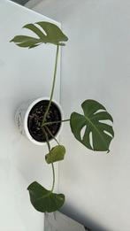 Monstera, Groene kamerplant, Ophalen, Overige soorten, Minder dan 100 cm