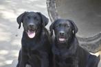 Labrador pups met stamboom, Dieren en Toebehoren, Honden | Retrievers, Spaniëls en Waterhonden, Nederland, CDV (hondenziekte)