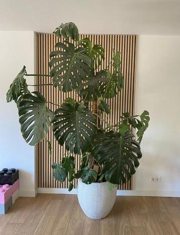 Grote Monstera incl pot (Gatenplant) - ca 250cm hoog
