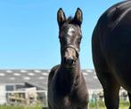 Apart hengstveulen 5* huisje erg belangrijk!, Dieren en Toebehoren, Hengst, Dressuurpaard, 0 tot 2 jaar