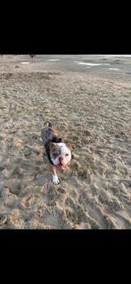 American bully pocket / exotic zoekt nieuw huisje, Dieren en Toebehoren, Honden | Bulldogs, Pinschers en Molossers, Rabiës (hondsdolheid)