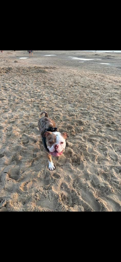 American bully pocket / exotic zoekt nieuw huisje, Dieren en Toebehoren, Honden | Bulldogs, Pinschers en Molossers, Teef, Bulldog