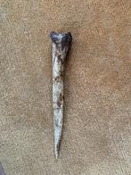 Casuarisbot, dolk Asmat (Papoea-Nieuw Guinea), Ophalen of Verzenden