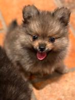 Pomchi x Pomeriaan puppy’s super knap, Dieren en Toebehoren, Honden | Chihuahua's en Gezelschapshonden, CDV (hondenziekte), 8 tot 15 weken