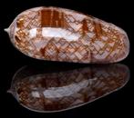 Schelpen: Oliva porphyria 62,5mm (Gem)  West Panama, Ophalen of Verzenden, Schelp(en)