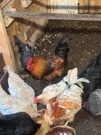 2 hanen, Mannelijk, Kip