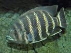 Tilapia Cichlide buettikoferi 35cm, Vis, Zoetwatervis