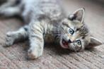 Heerlijke Maine Coon X kittens op zoek naar lieverds, Meerdere dieren, Ontwormd, 0 tot 2 jaar