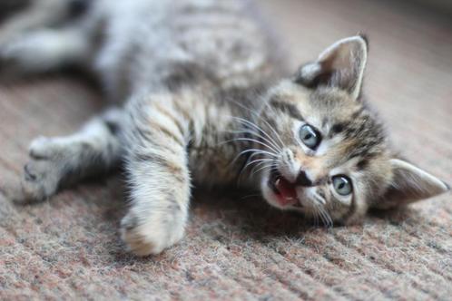 Heerlijke Maine Coon X kittens op zoek naar lieverds, Dieren en Toebehoren, Katten en Kittens | Raskatten | Langhaar, Meerdere dieren