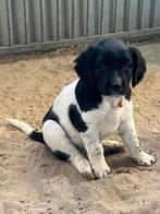 Friese stabij pups, Meerdere, Meerdere dieren, Middel, Nederland