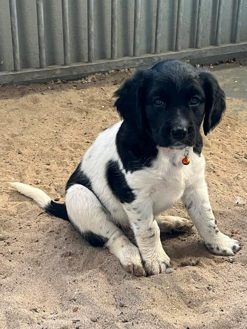 Friese stabij pups, Dieren en Toebehoren, Honden | Niet-rashonden, Middel, Meerdere dieren, Particulier, Meerdere, Nederland, 8 tot 15 weken