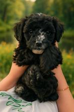 Boomer / Maltipoo / Toy Poedel pups opgevoed met veel liefde, Dieren en Toebehoren, Honden | Chihuahua's en Gezelschapshonden