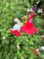 Salie “hot lips” (Salvia microphyllia), Tuin en Terras, Planten | Tuinplanten, Volle zon, Vaste plant, Zomer, Ophalen